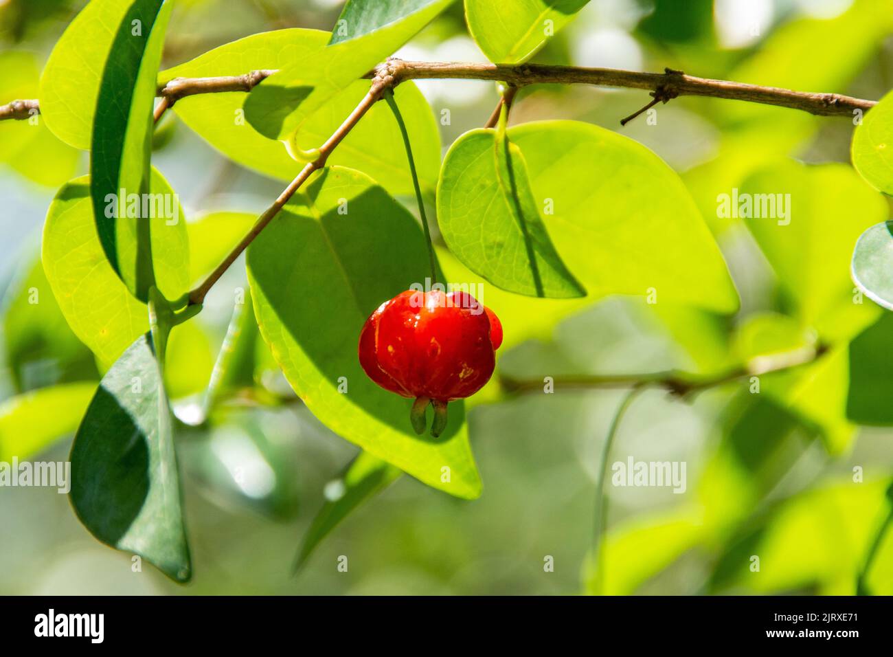 pitanga-ist-die-frucht-der-pitangueira-dicotyledonous-der-familie-der