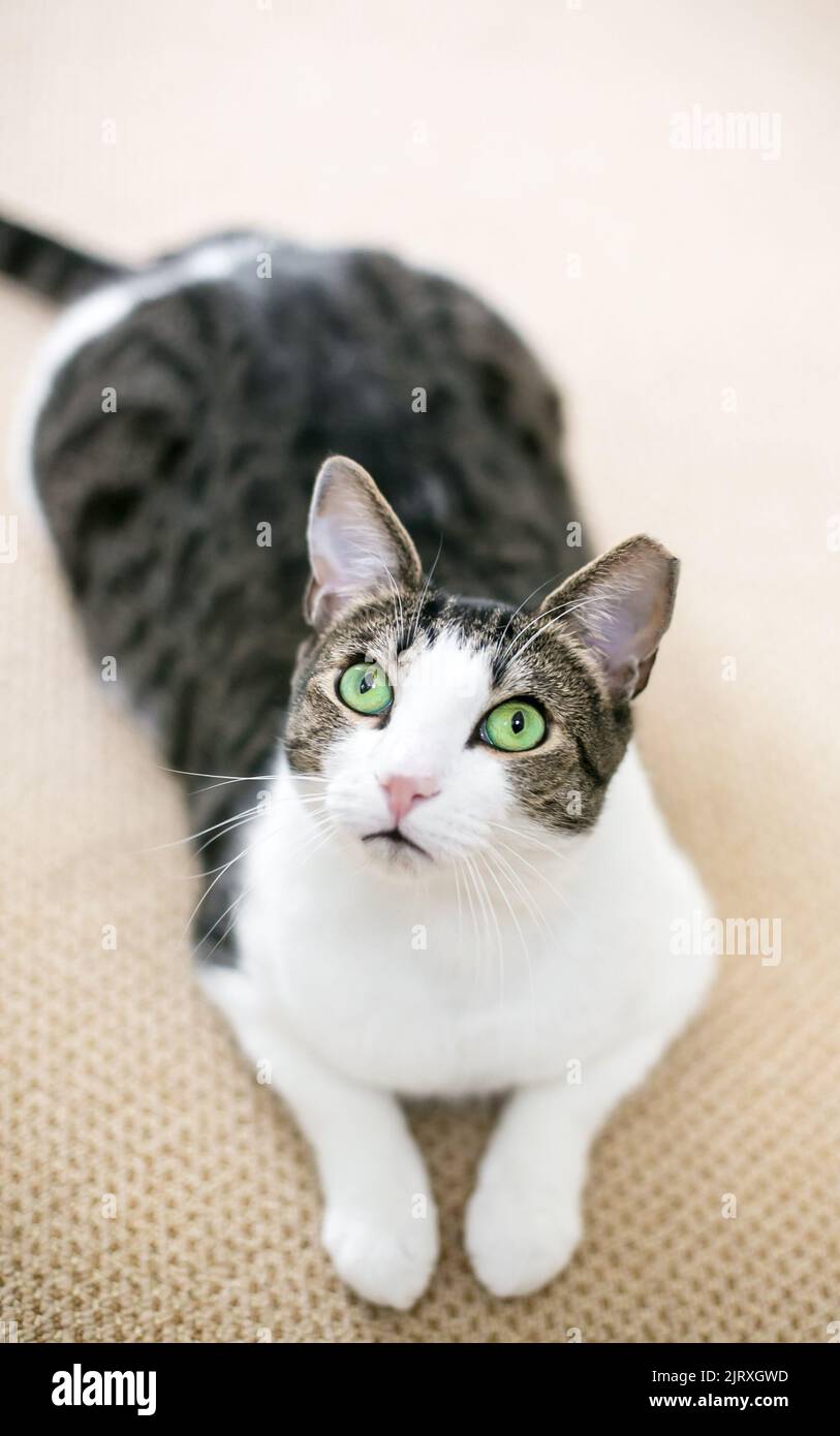 Eine Kurzhaarkatze mit grünen Augen und dem linken Ohr, die sich entspannt in einer Pose hinlegt Stockfoto