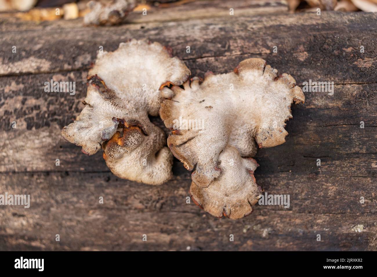Großer parasitärer Pilz, der auf Baumstämmen wächst. ZunderPilz