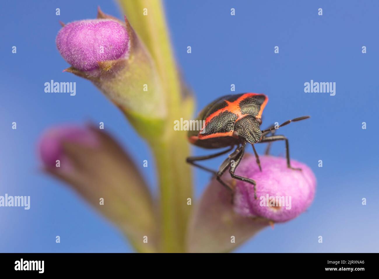 Zweistochiger stinkiger Bug (Cosmopepla lintneriana) Stockfoto