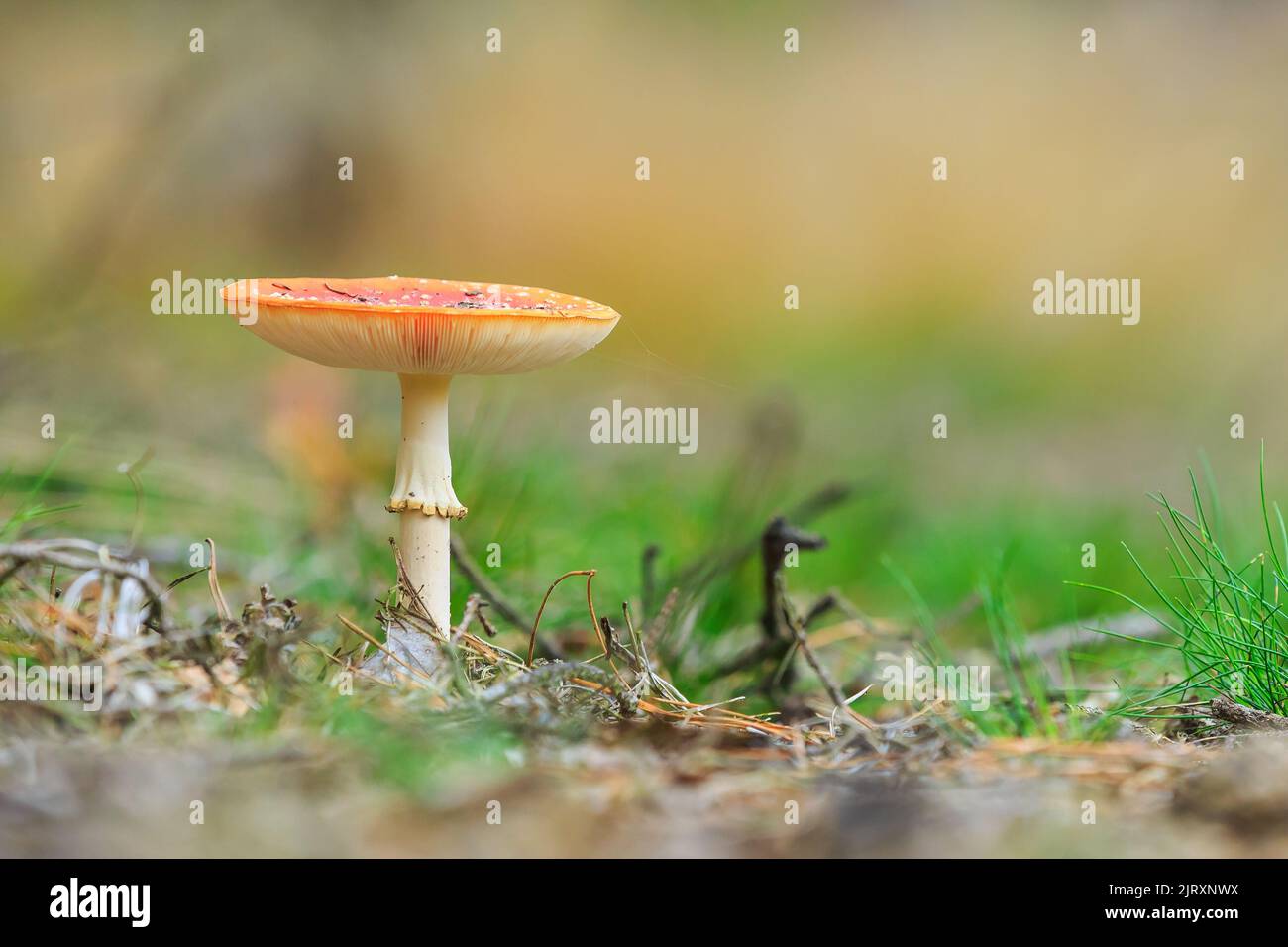 Amanita muscaria, fly Agaric oder amanita basidiomycota muscimol Pilz mit typischen weißen Flecken auf einem Red Hat in einem Wald fliegen. Natürliches Licht, lebendige Stockfoto