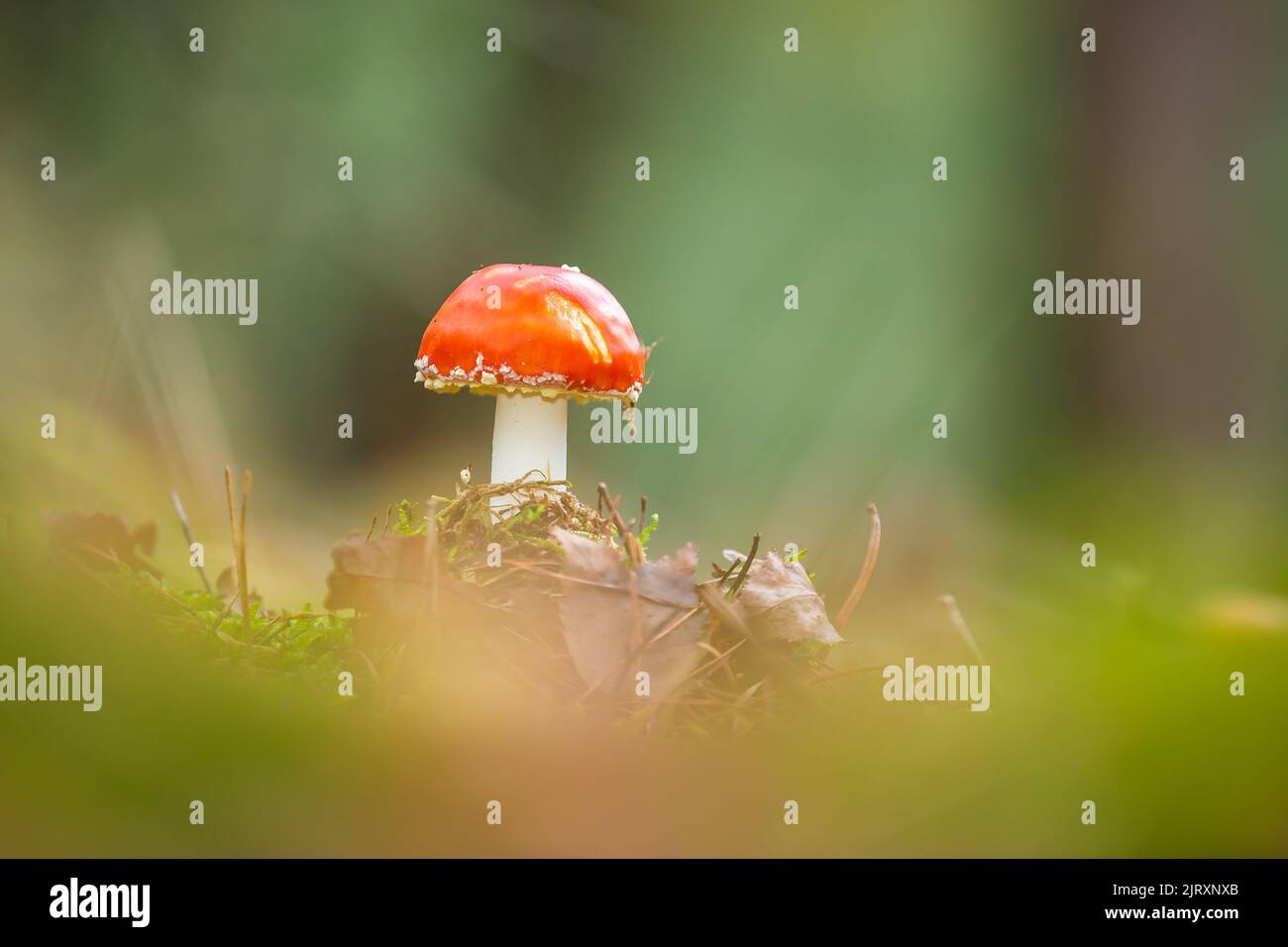 Amanita muscaria, fly Agaric oder amanita basidiomycota muscimol Pilz mit typischen weißen Flecken auf einem Red Hat in einem Wald fliegen. Natürliches Licht, lebendige Stockfoto