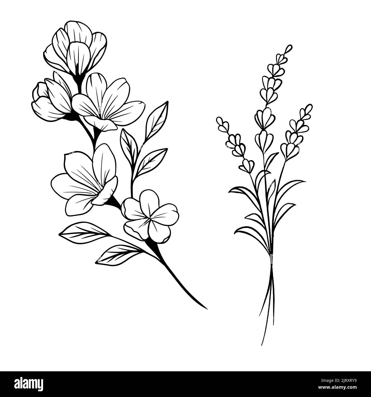 Eine schöne Zeichnung von Blumen auf weißem Hintergrund Stock Vektor