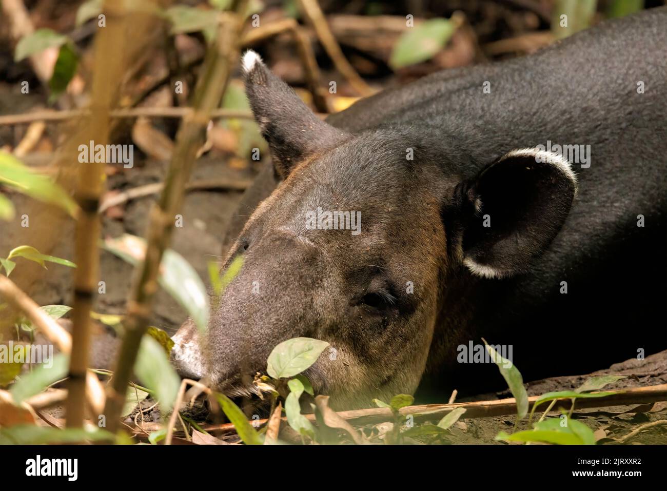 Nahaufnahme eines Baird's Tapir (Tapirus bairdii), der im Schlamm im Regenwald des Corcovado Nationalparks, Halbinsel Osa, Costa Rica, schläft Stockfoto