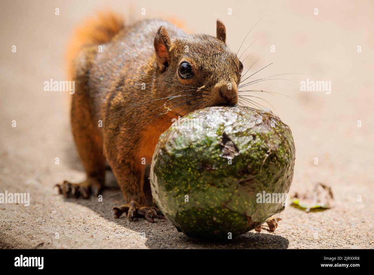 Graues Eichhörnchen (Sciurus carolinensis), das eine grüne Avocado auf einem Betonboden frisst Stockfoto