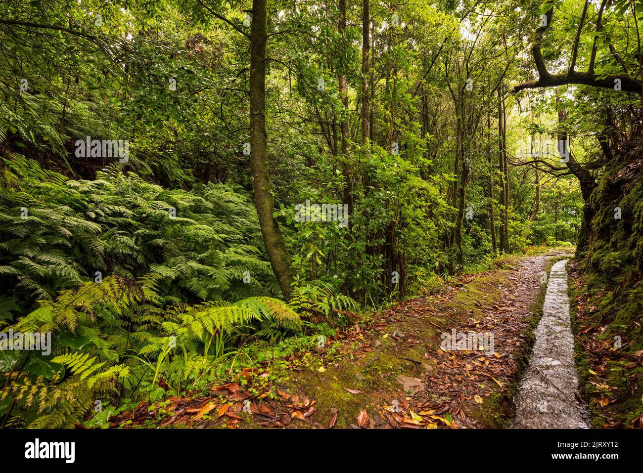 Dschungelartige Landschaft mit Lorbeerbäumen und riesigen Farnwedeln auf dem Wanderweg „Levada do Moinho“, Madeira, Portugal Stockfoto