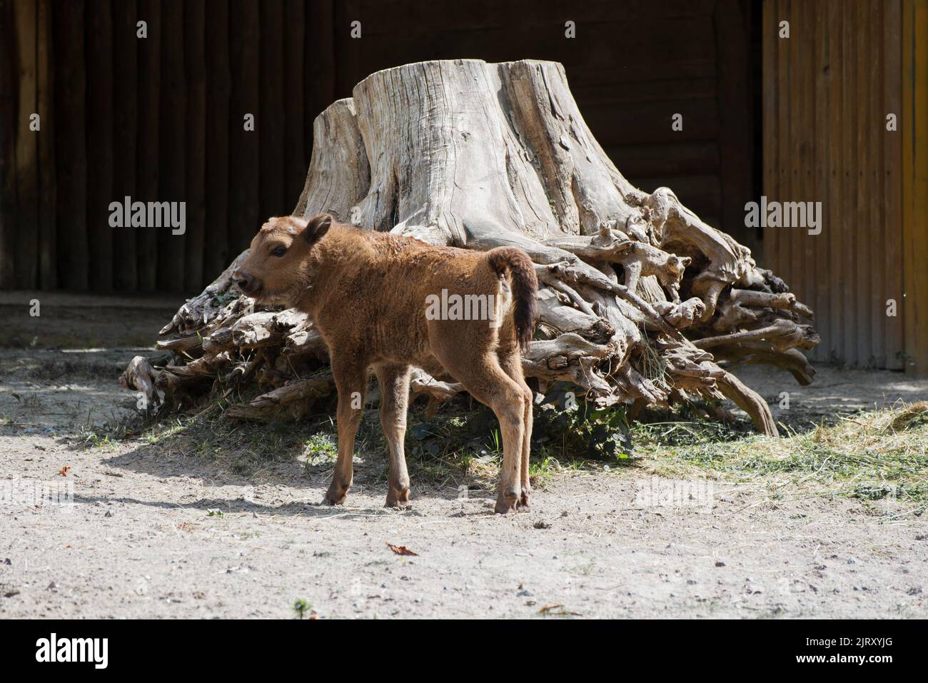 Baby Bison spielt in der Nähe seiner Mutter auf dem Pad Stockfoto