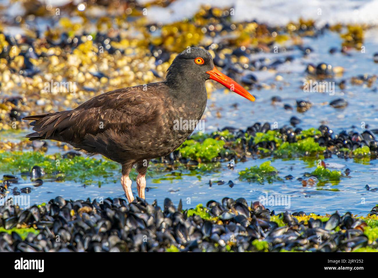 Ein schwarzer Austernfischer (Haematopus bachmani), der in einem bei Ebbe exponierten Meeresboden auf der Nahrungssuche ist Stockfoto