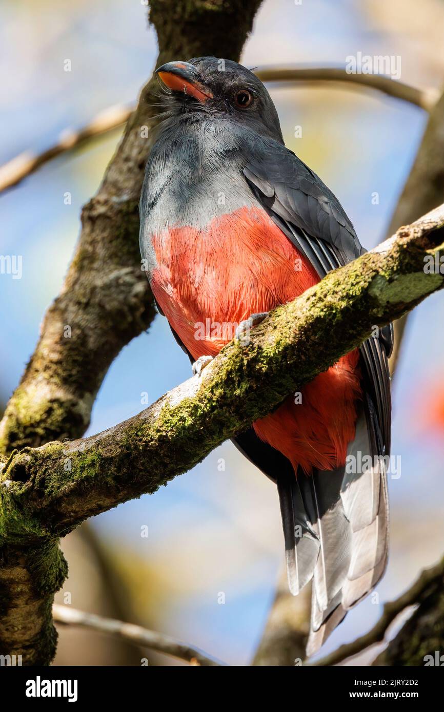 Weiblicher Schwanztrogon (Trogon massena), der auf einer Zweigstelle im Corcovado-Nationalpark, Costa Rica, steht Stockfoto