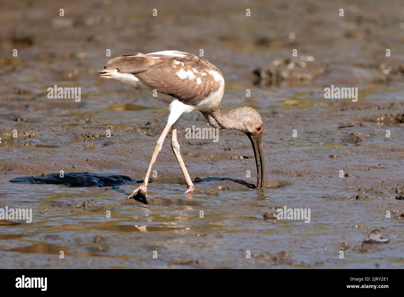 Juvenile American White Ibis (Eudocimus albus) Wandern und auf der Suche nach Nahrung im Sand des Flusses Tortuguero, Tortuguero Nationalpark, Costa Rica Stockfoto Juvenile American White Ibis (Eudocimus albus) Wandern und auf der Suche nach Nahrung im Sand des Flusses Tortuguero, Tortuguero Nationalpark, Costa Rica Stockfoto