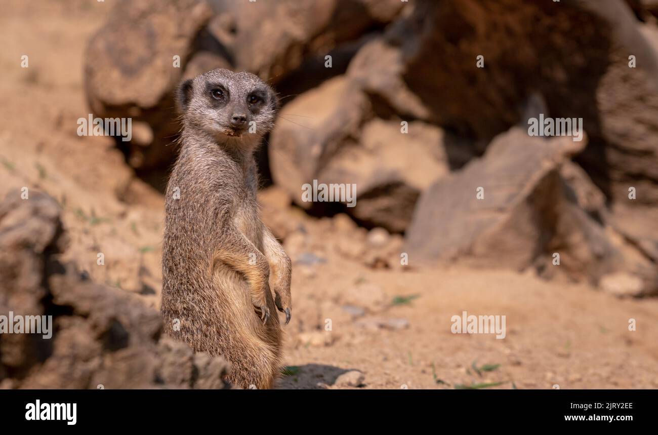 Ein erwachsener Erdmännchen in seinem natürlichen Lebensraum Stockfoto