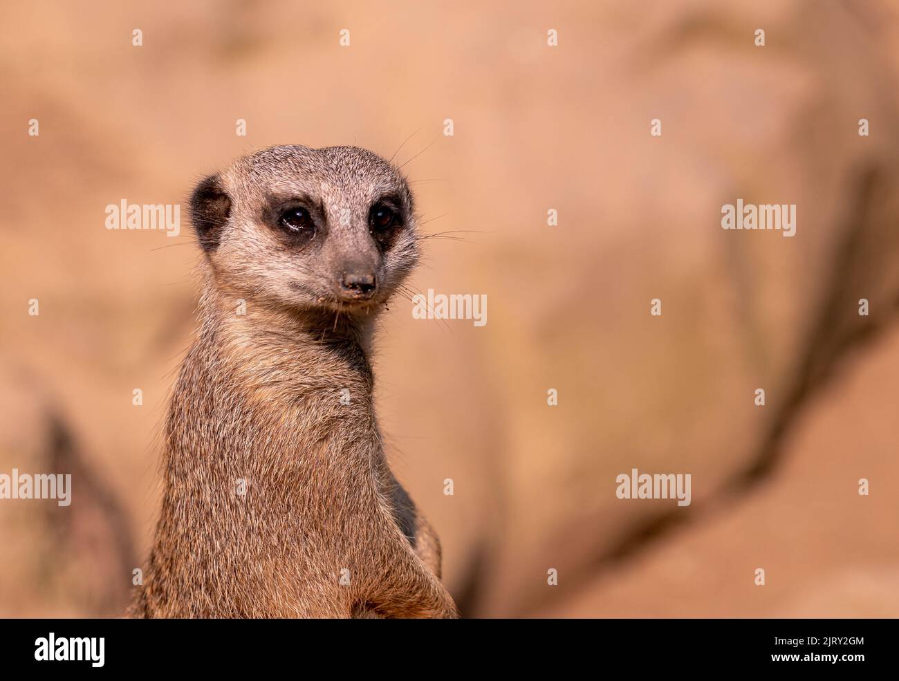 Ein Porträt eines erwachsenen Erdmännchen in seinem natürlichen Lebensraum Stockfoto
