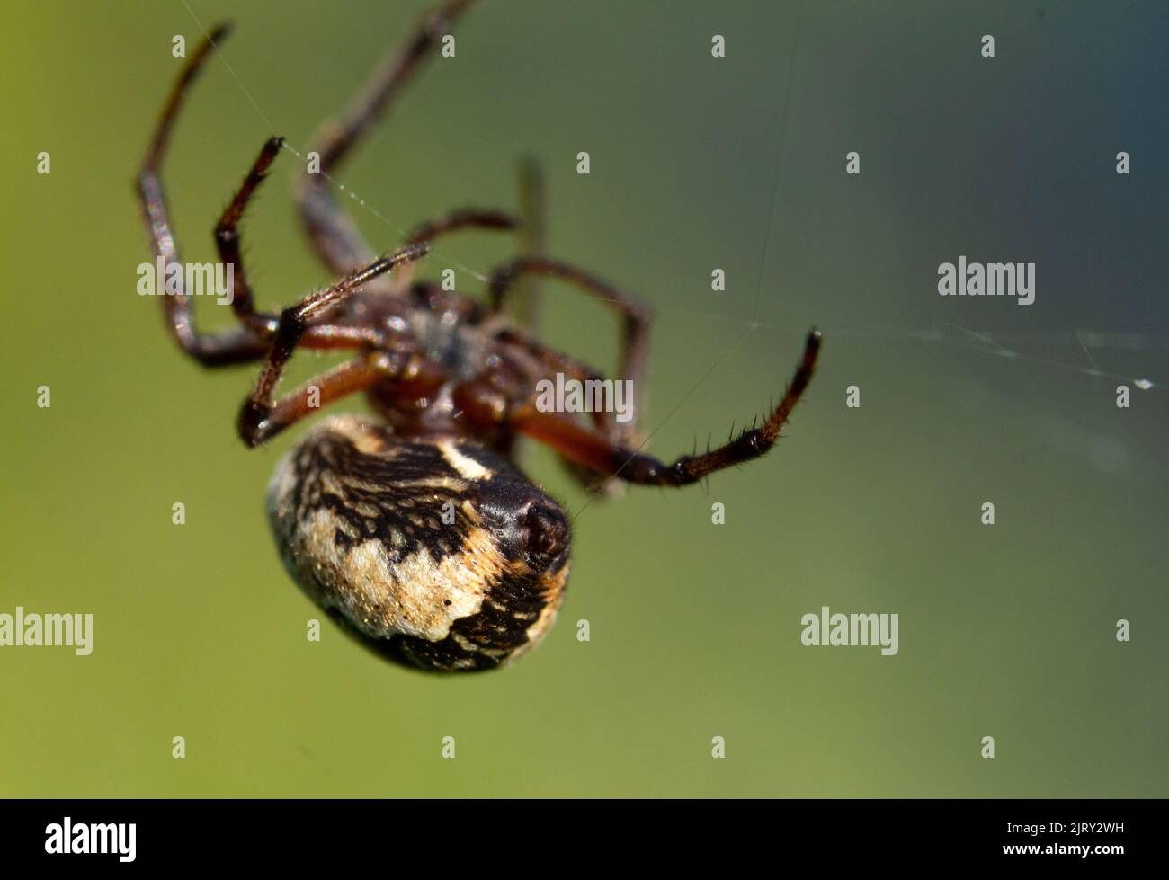 Eine Nahaufnahme einer Furchenspinne, die ihr Netz bei Tageslicht webt Stockfoto