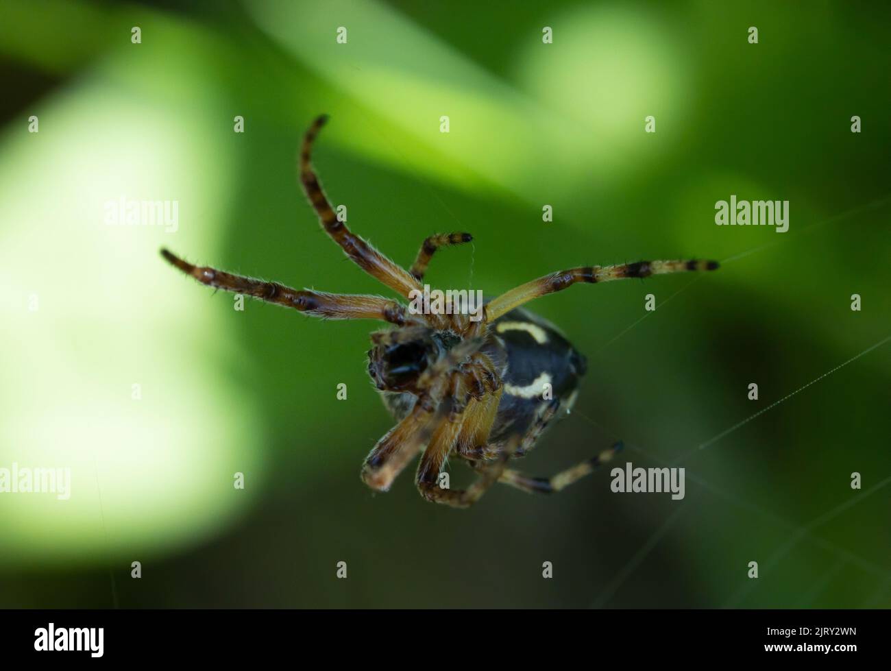 Eine Nahaufnahme einer Furchenspinne, die ihr Netz bei Tageslicht webt Stockfoto