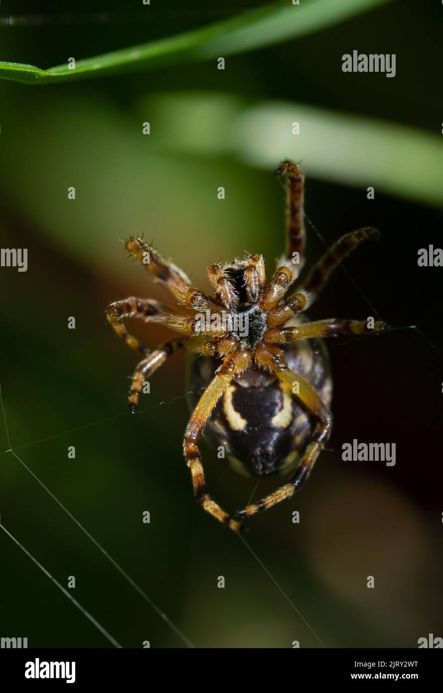 Eine vertikale Aufnahme einer furchen Orb-Spinne, die bei Tageslicht ihr Netz webt Stockfoto