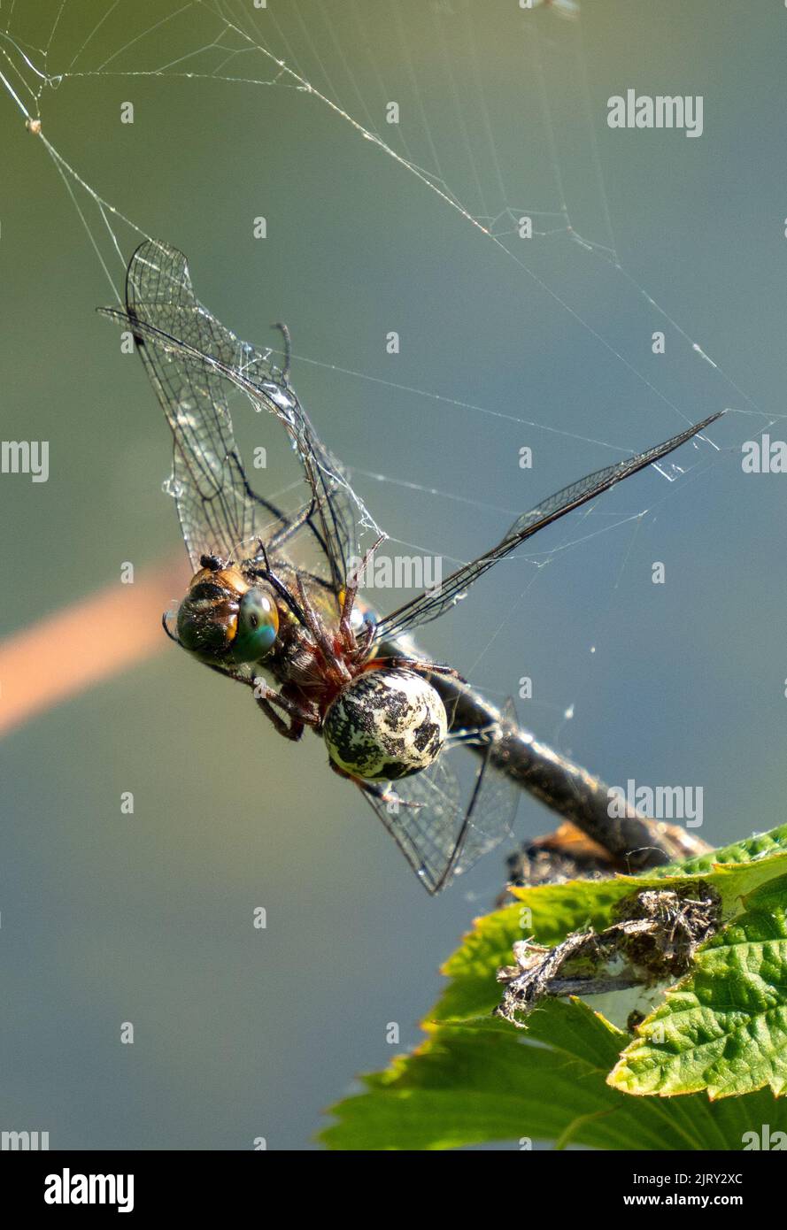 Eine vertikale Aufnahme einer Furche-Orb-Spinne mit ihrer Beute im Sonnenlicht Stockfoto