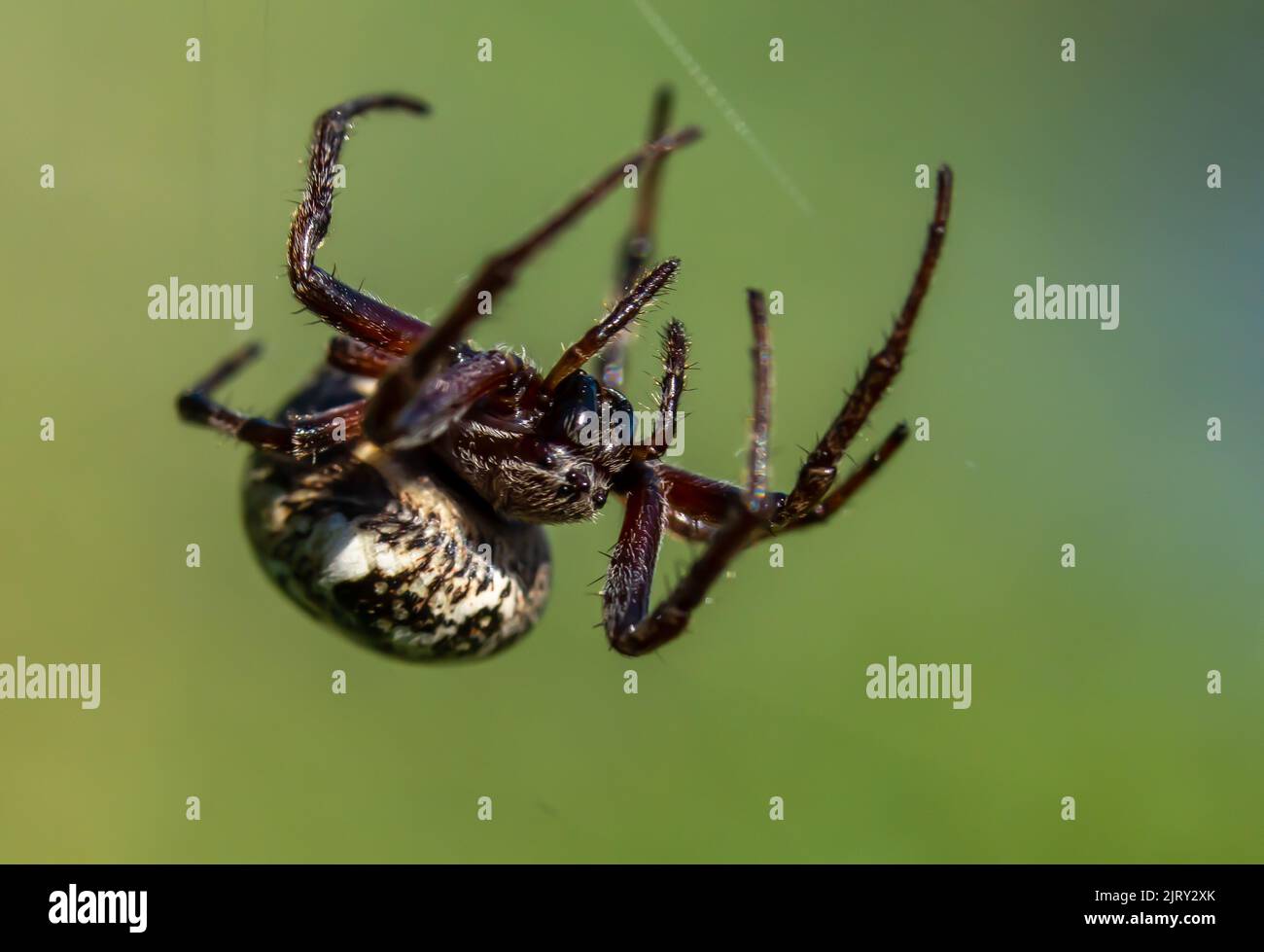 Eine Nahaufnahme einer Furche-Orb-Spinne auf ihrem Netz im Sonnenlicht Stockfoto