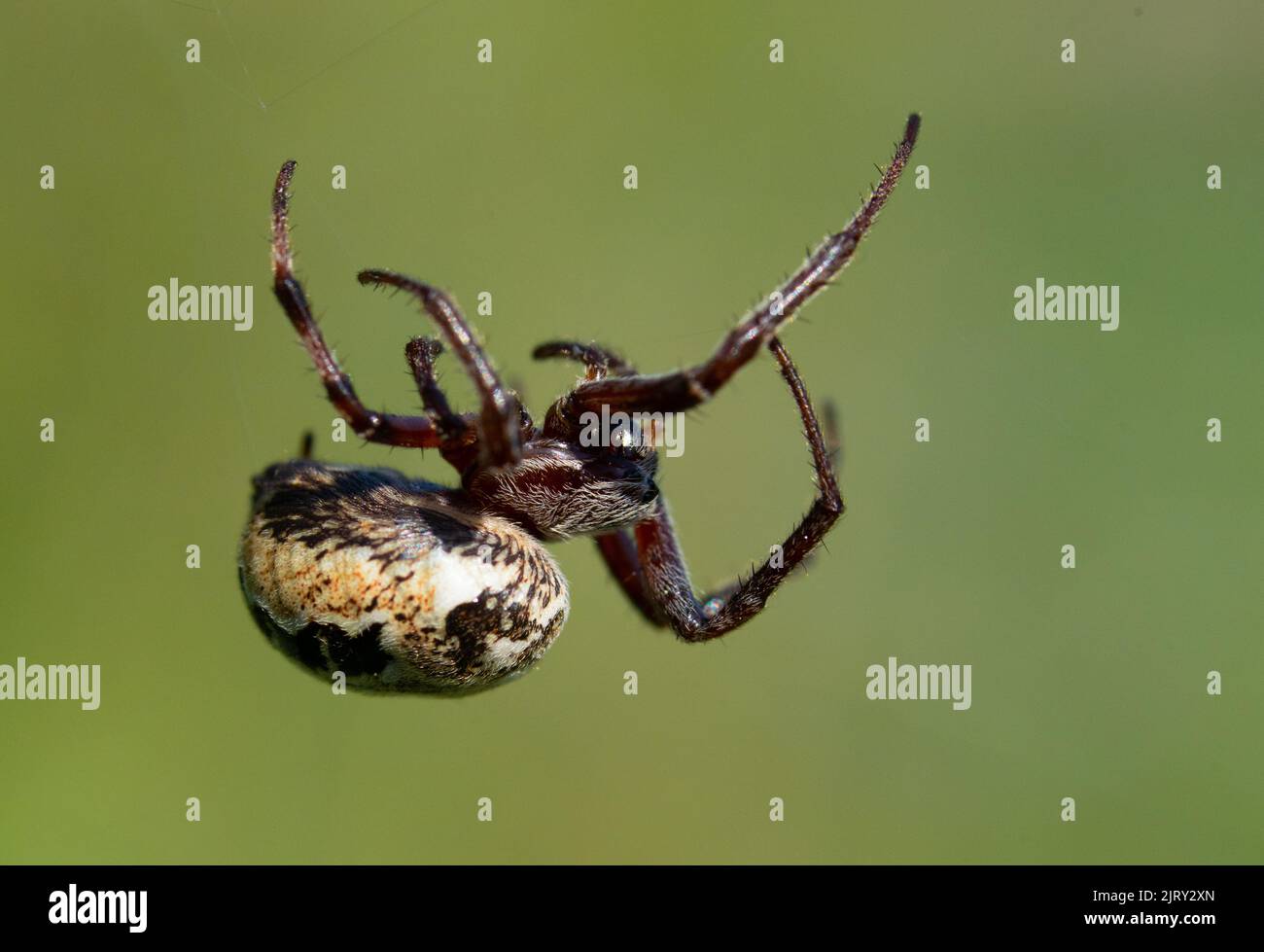 Eine Nahaufnahme einer furchen Orb Spinne mit einem verschwommenen Hintergrund Stockfoto