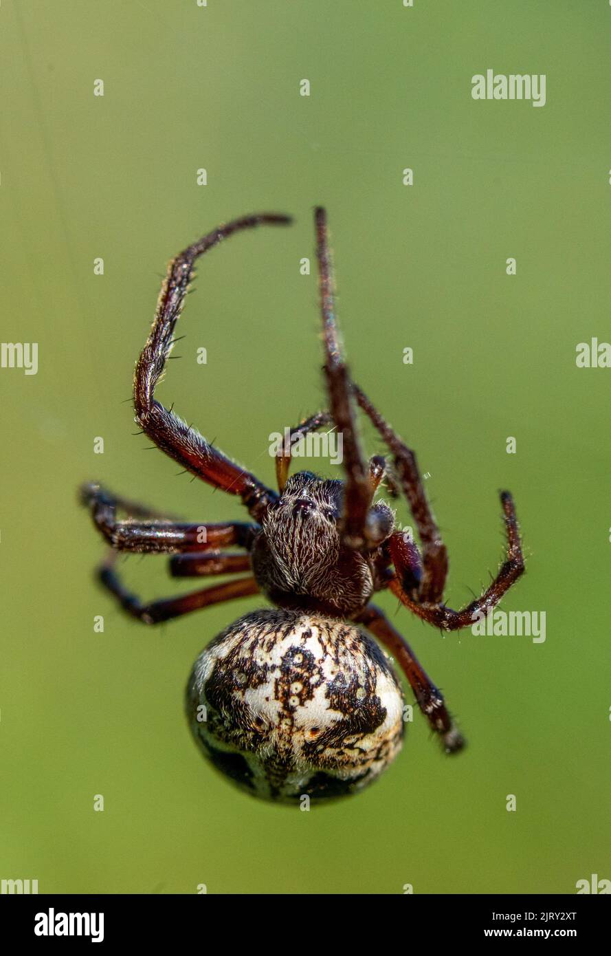 Eine vertikale Aufnahme einer furchen Orb Spinne mit einem verschwommenen Hintergrund Stockfoto