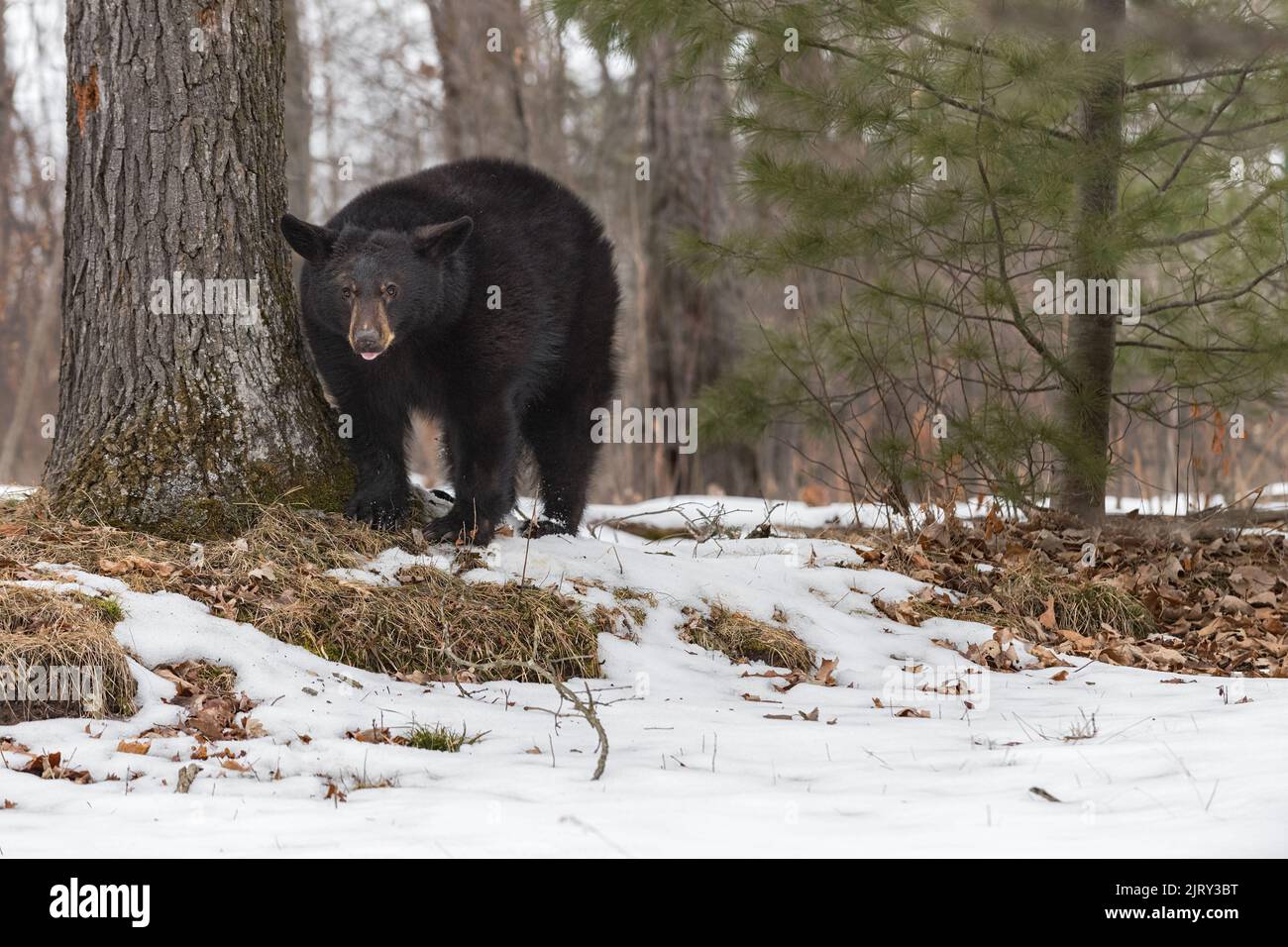 Schwarzer Bär (Ursus americanus) steht neben Tree Tongue Out Winter - Gefangenes Tier Stockfoto