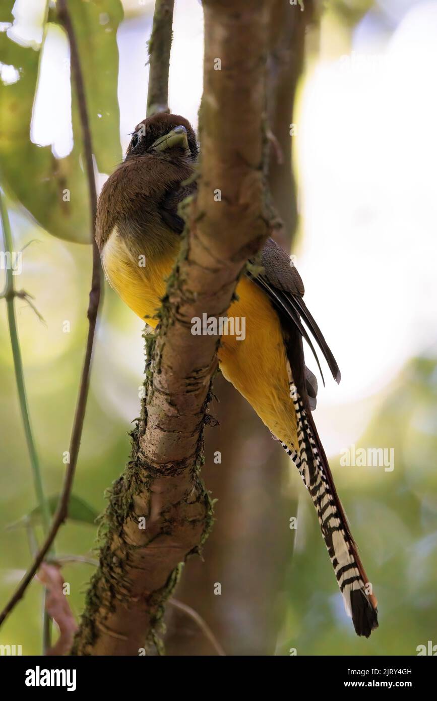 Schwarzkehltrogon (Trogon rufus), der auf einer Zweigstelle im