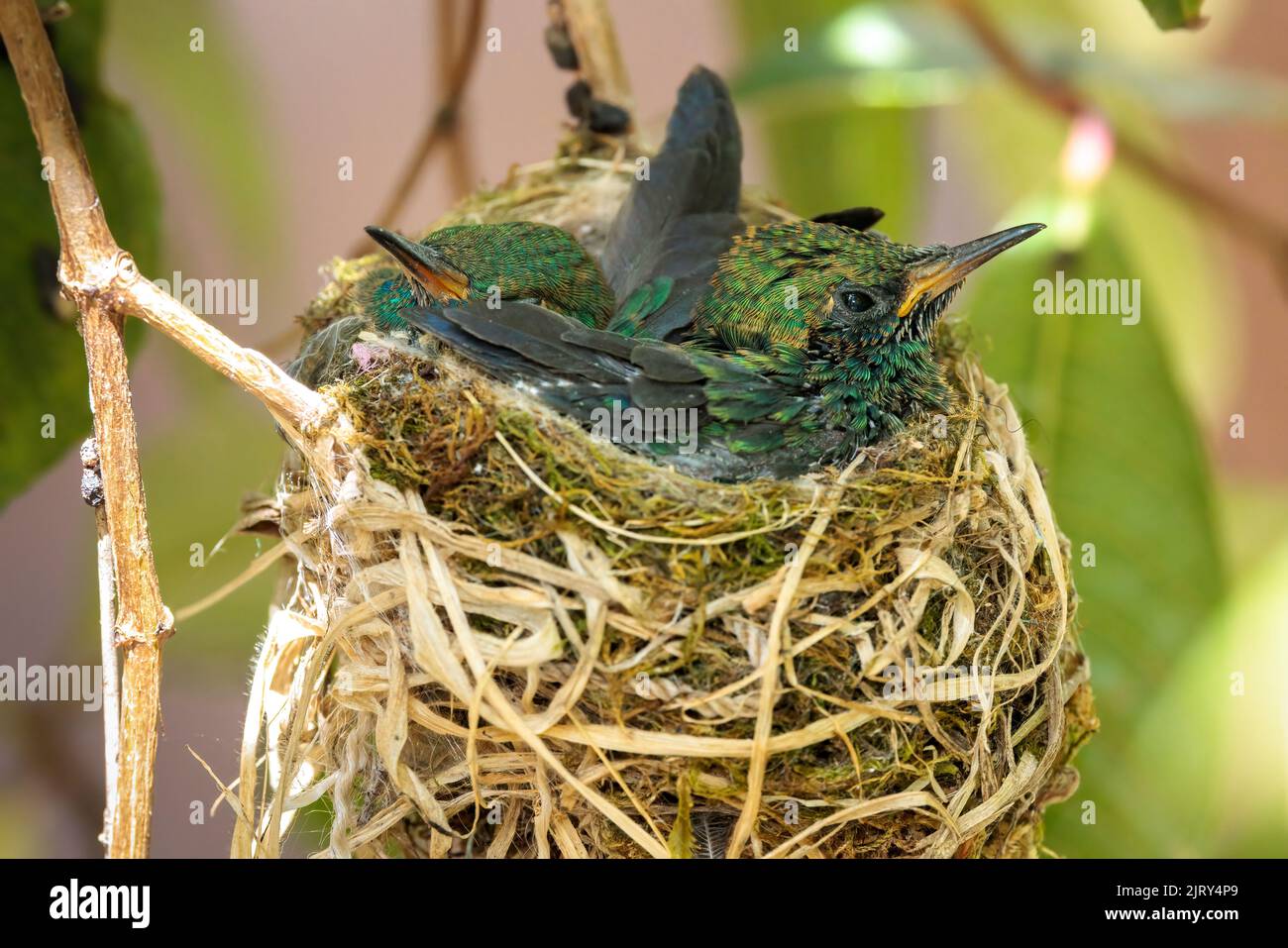 Junge weißkehlige Bergsteine (Lampornis castaneoventris) in ihrem Nest in der Trogon Lodge, in der Nähe von San Gerardo de Dota, Costa Rica Stockfoto