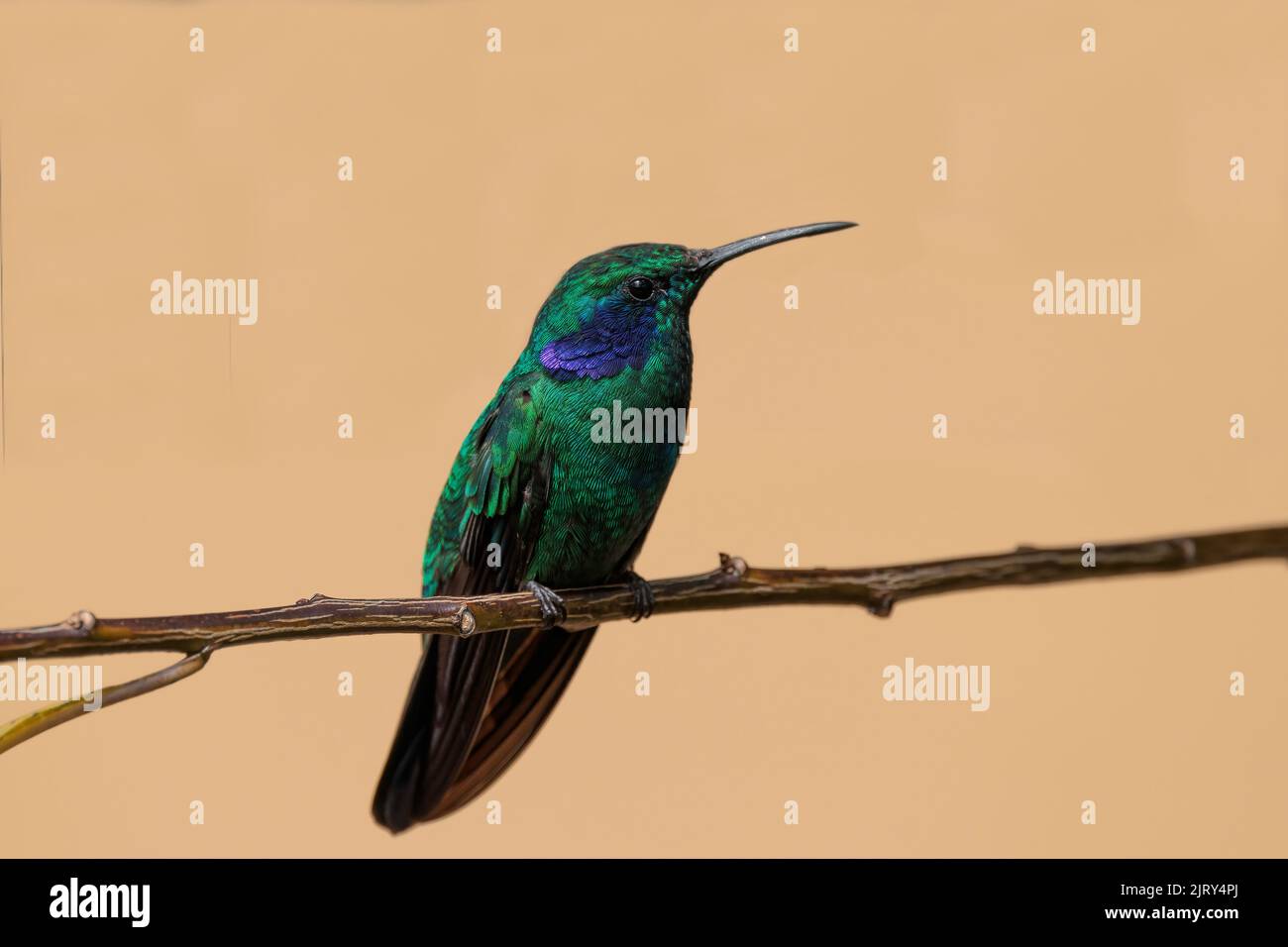 Costaricanische Kleingeige / Gebirgsviolettohr (Colibri cyanotus), die auf einem Zweig in der Trogon-Lodge bei San Gerardo de Dota, Costa Rica, sitzt Stockfoto