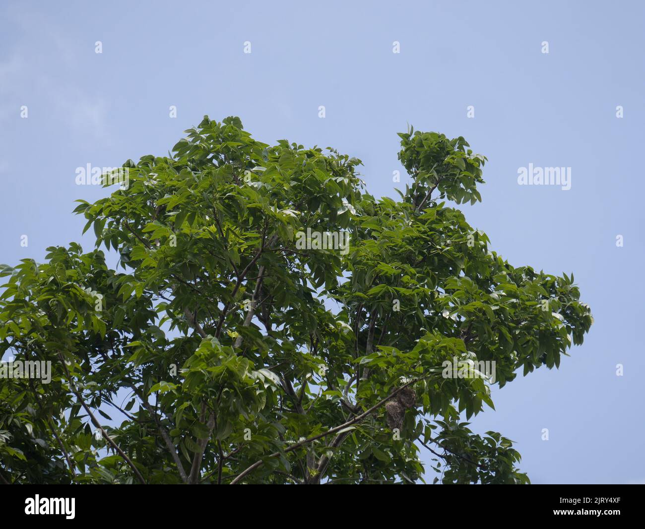 Der Ketapang-Baum, bekannt als Schattenpflanze oder Gartenornamentpflanze, hat den lateinischen Namen Terminalia catappa. Diese Pflanze in Indonesien hat verschiedene Namen Stockfoto