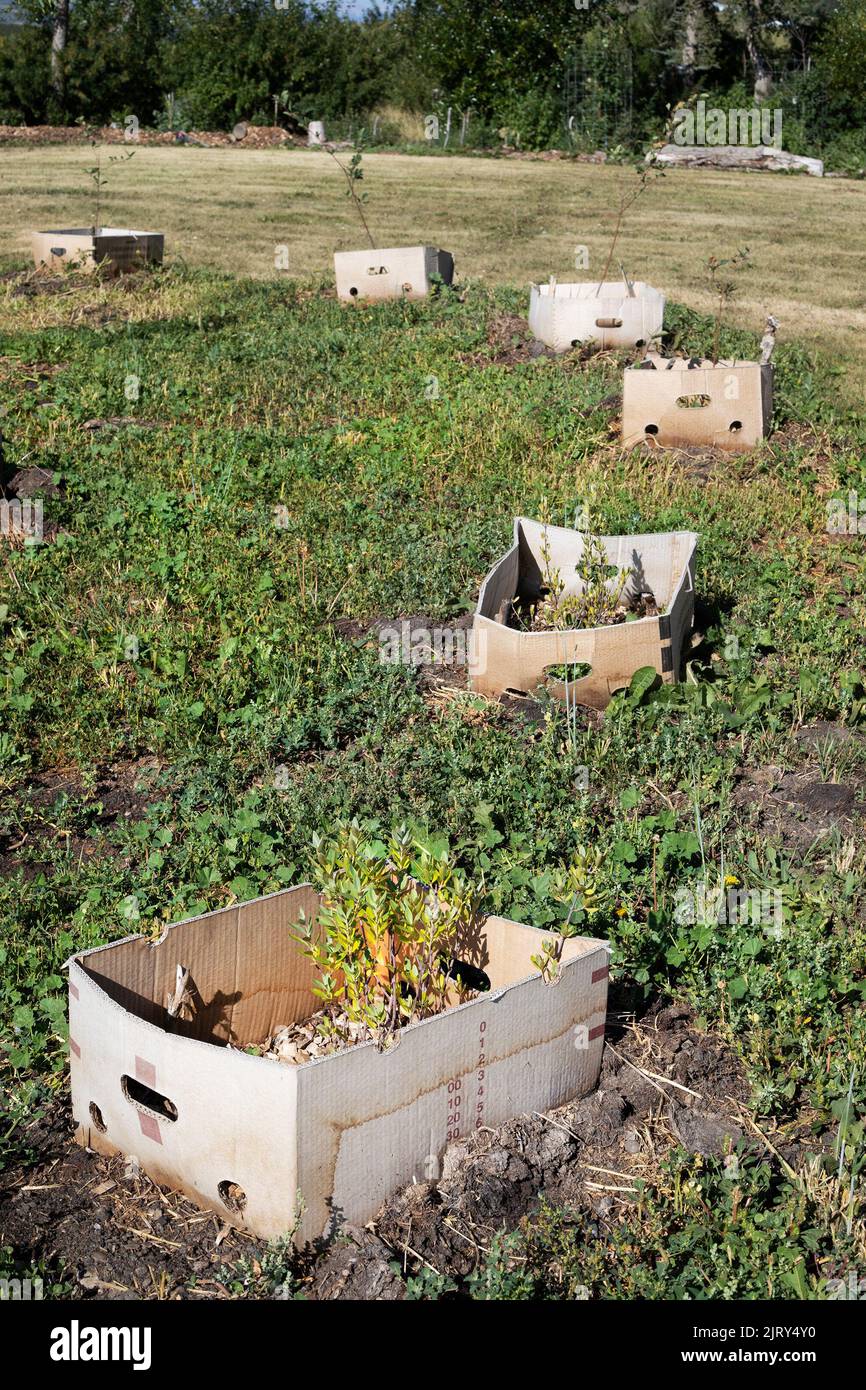 Baumkeimlinge auf Permakultur-Farm, die für einen Lebensmittelwald auf dem Gelände gepflanzt wurden, das früher für die konventionelle Landwirtschaft verwendet wurde. Kartons schützen die Pflanzen Stockfoto