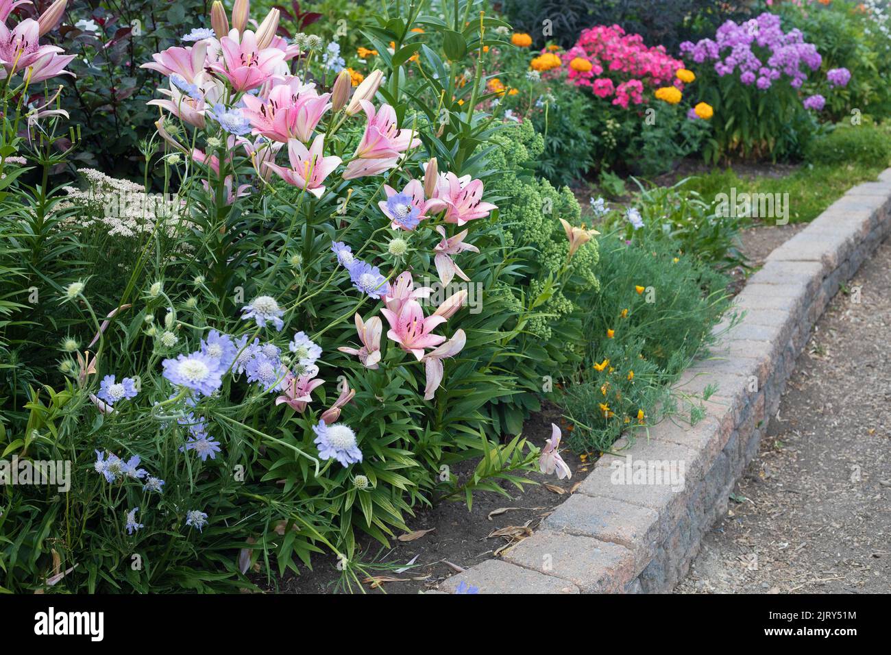 Lilien entlang eines Pfades durch die Botanischen Gärten von Silver Springs, einem Gemeinschaftsgarten in Calgary, Kanada Stockfoto