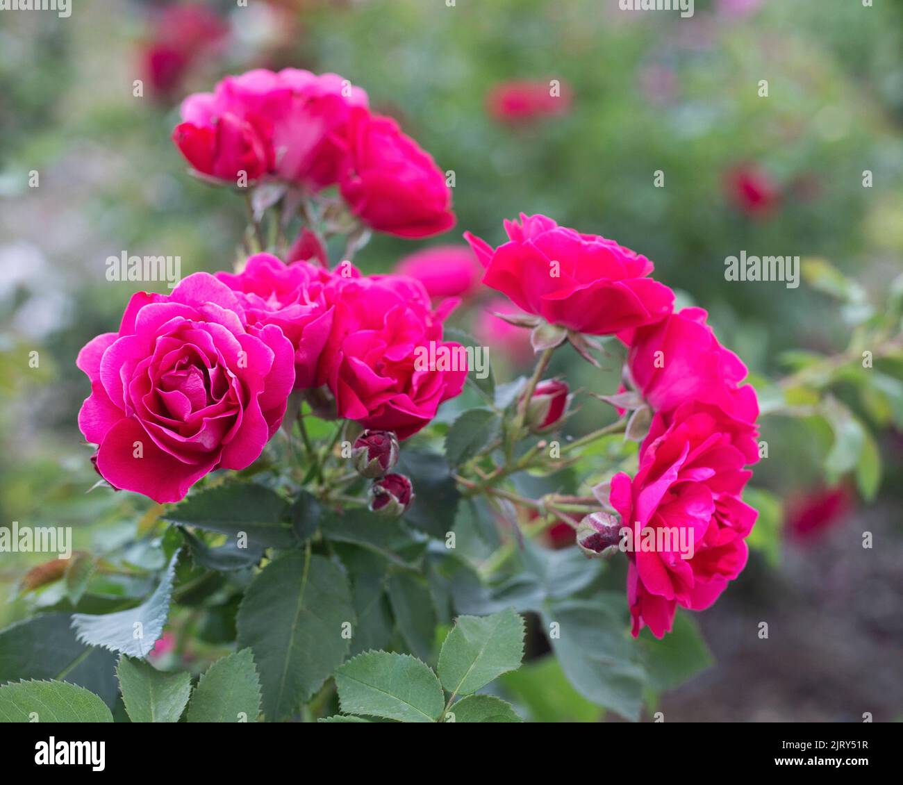 Rote Rosenblüten im Busch in den Botanischen Gärten von Silver Springs, Calgary, Alberta, Kanada. Rosa Species, George Vancouver Cultivar Stockfoto