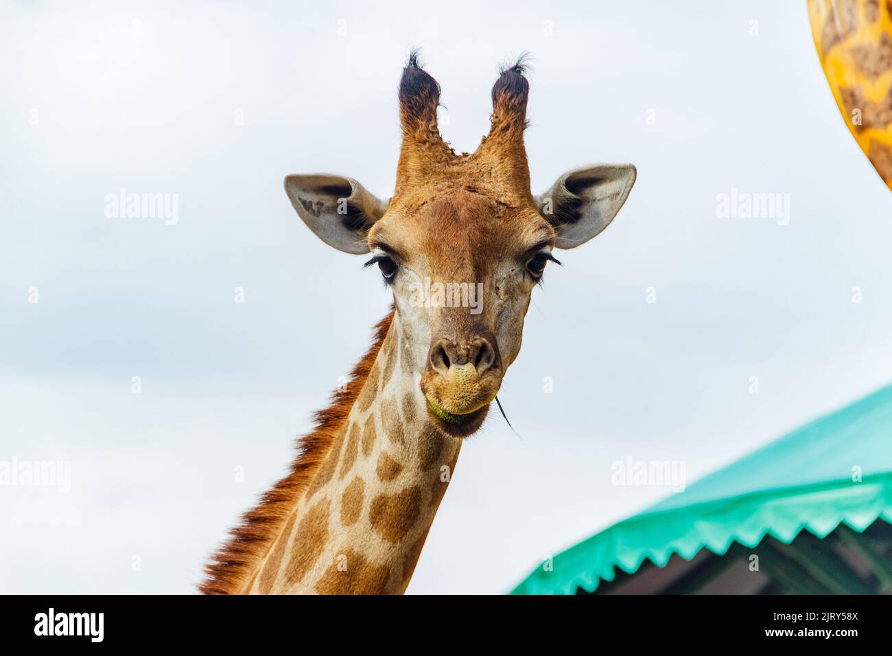 wie sieht eine giraffe aus