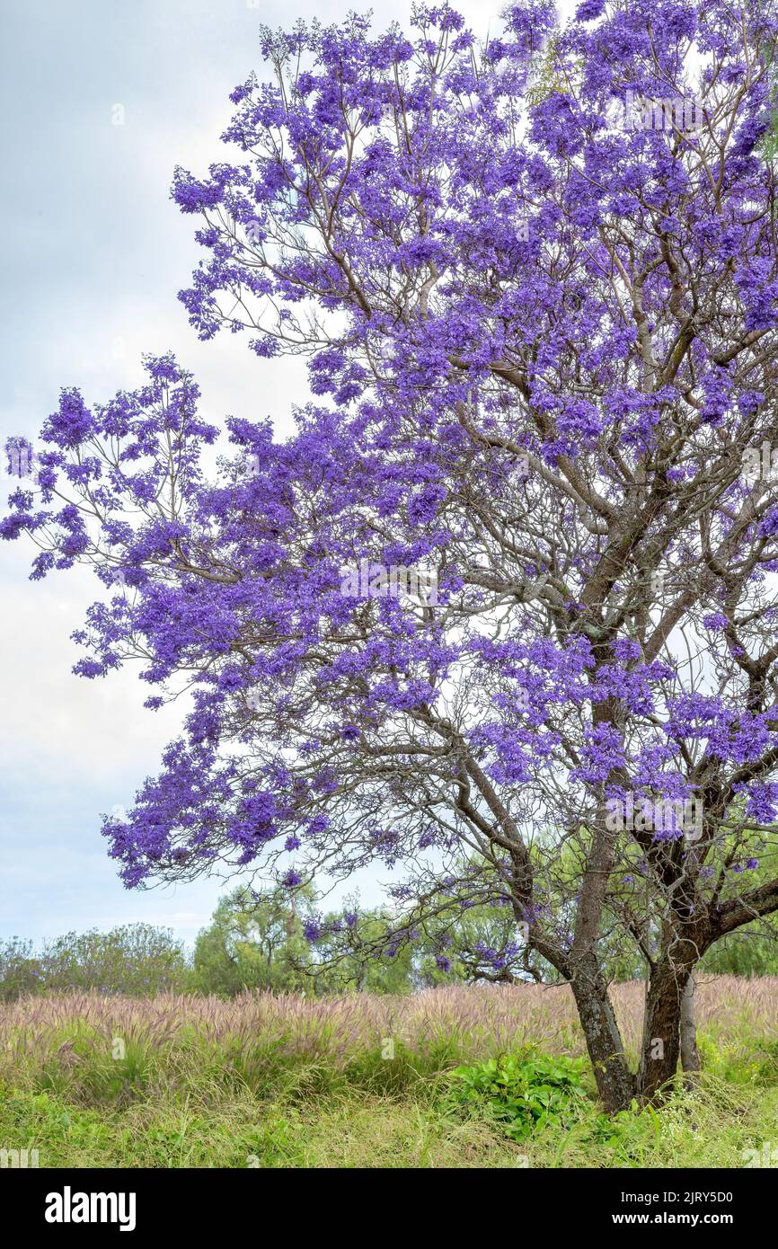 Lebendiger Jacaranda-Baum auf Big Island, Hawaii Stockfoto