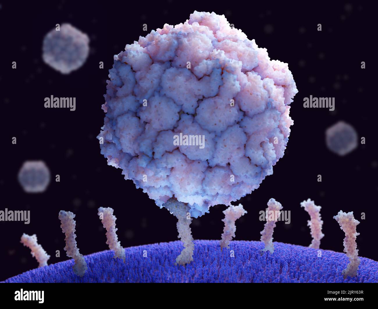 Polio-Virus, das an menschliche Zellen gebunden ist, Illustration Stockfoto