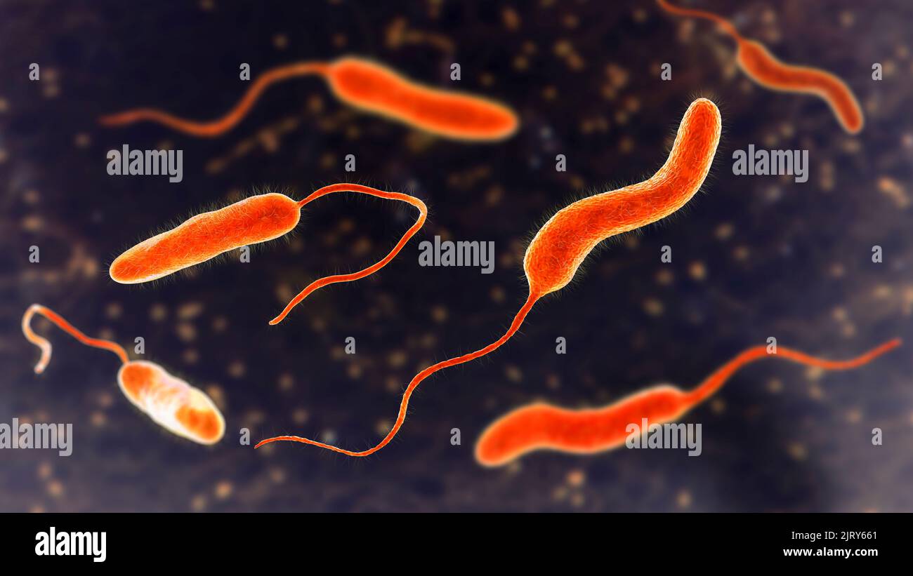 Cholera Bakterien, Abbildung Stockfoto