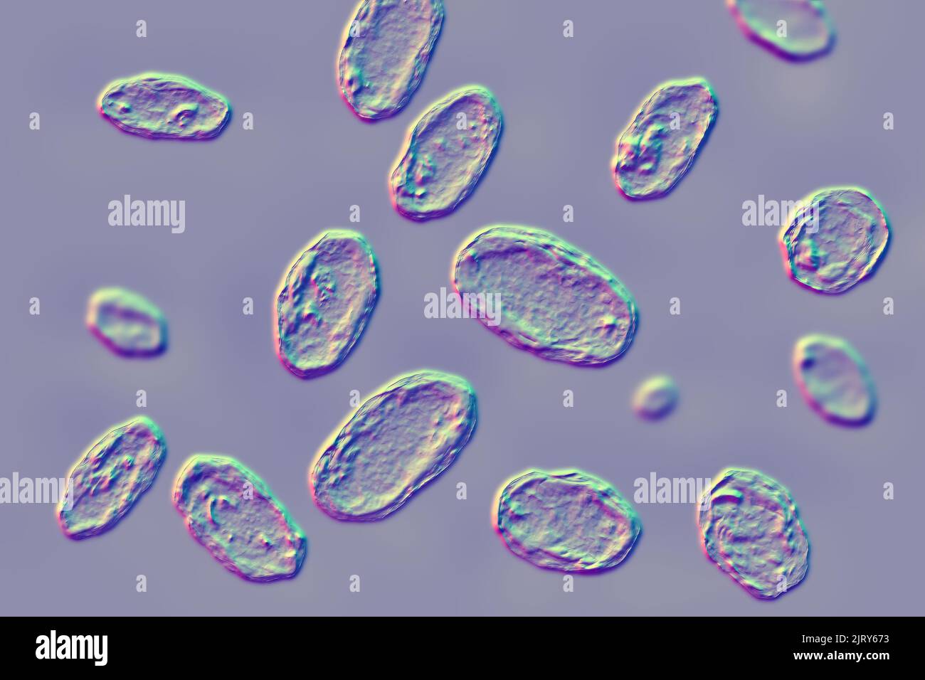 Yersinia enterocolitica Bakterien, Illustration Stockfotografie Alamy