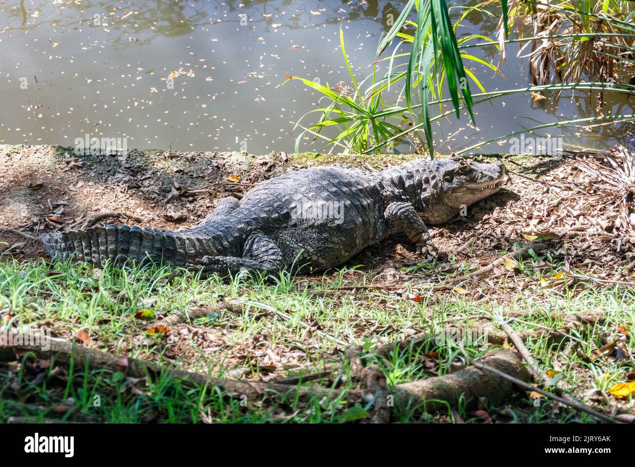 Breitschnauzkaiman im Zoo von Pomerode in Santa Catarina, Brasilien - 4. Mai 2019: Breitschnauzkaiman ruht auf dem grünen Rasen im Zoo von Pomerode in Santa Ca Stockfoto