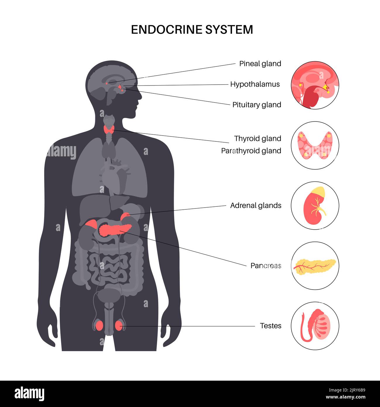 male-reproductive-system-anatomy-fotos-und-bildmaterial-in-hoher