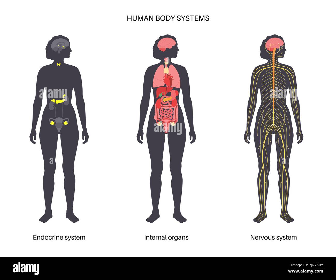 Human Systems Set, Illustration Stockfoto