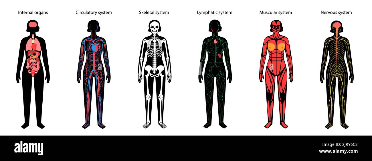 Menschliche Körpersysteme, Abbildung Stockfoto