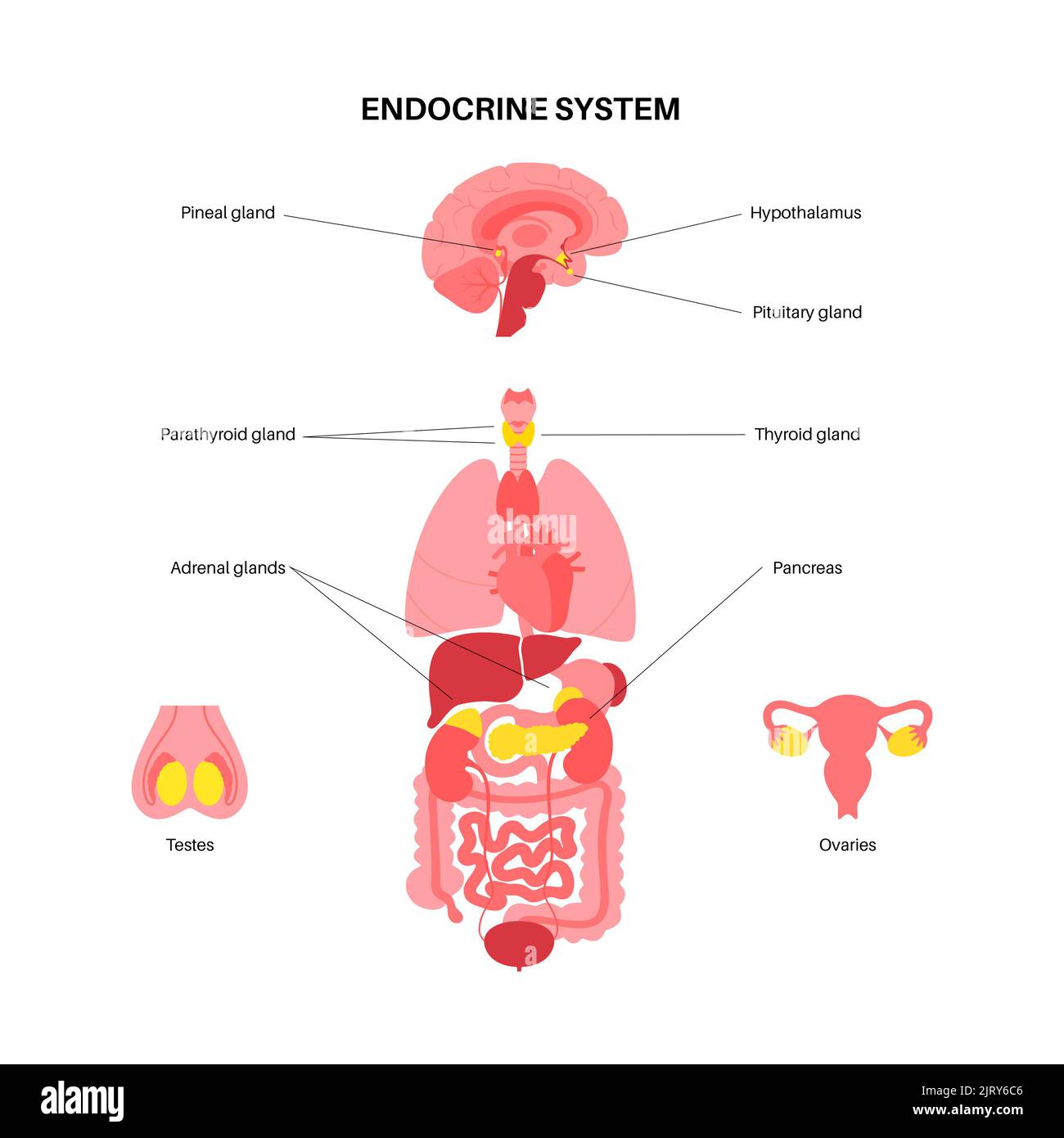 Endocrine system male female -Fotos und -Bildmaterial in hoher
