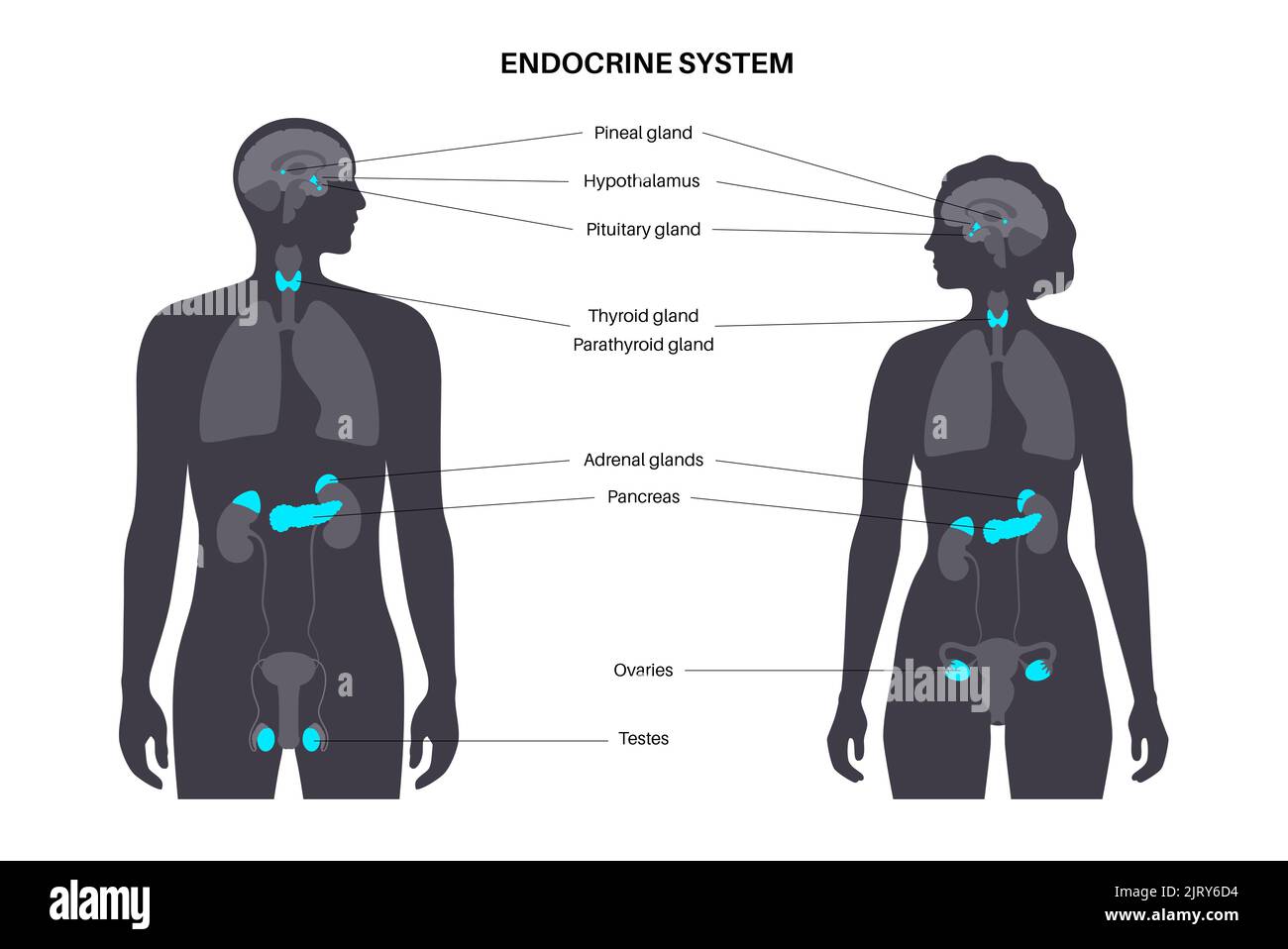 Endocrine system woman and man -Fotos und -Bildmaterial in hoher