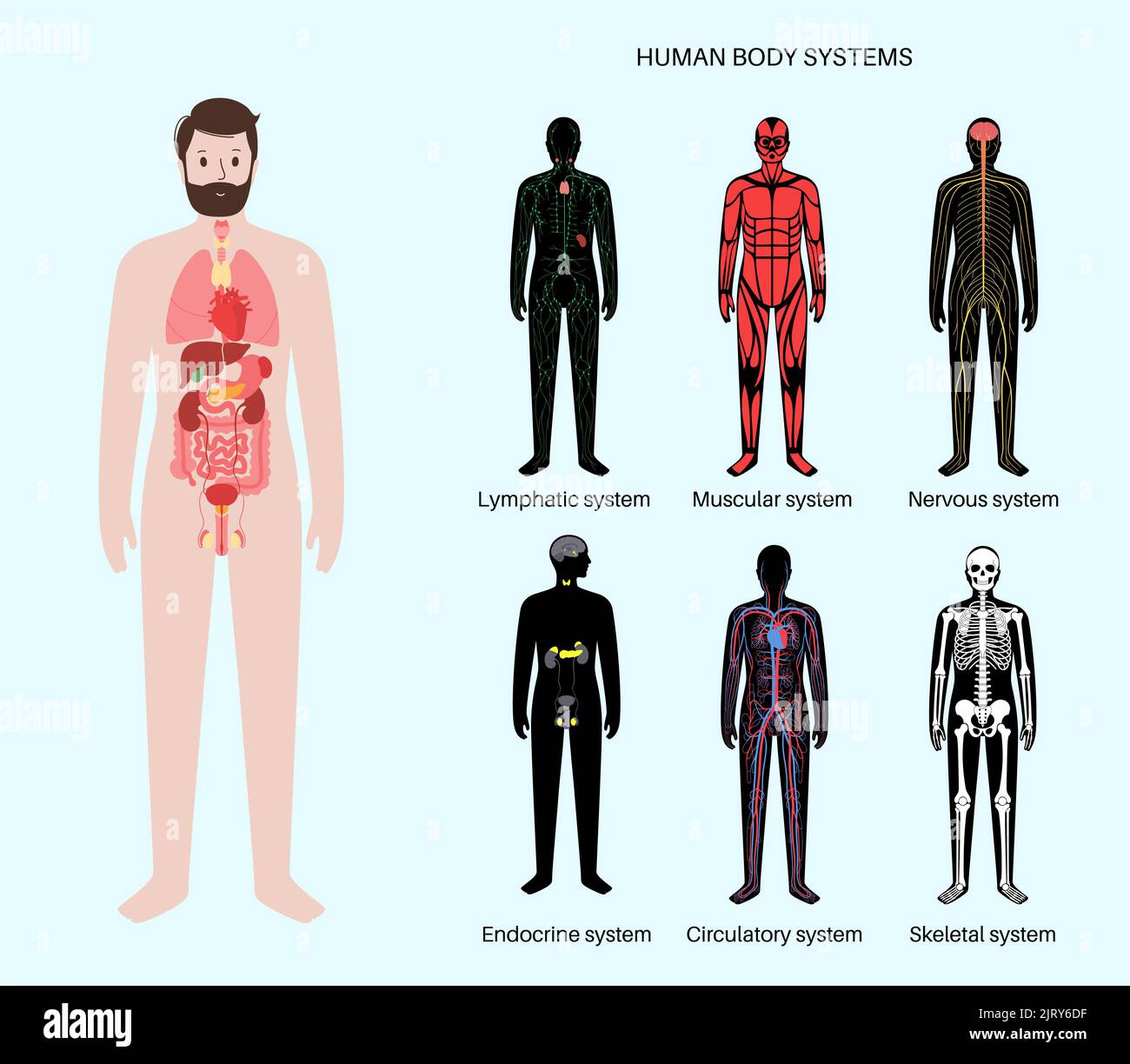 Human Systems Set, Illustration Stockfoto