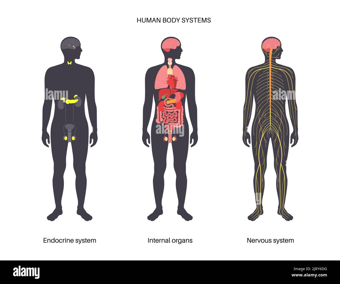 Human Systems Set, Illustration Stockfoto