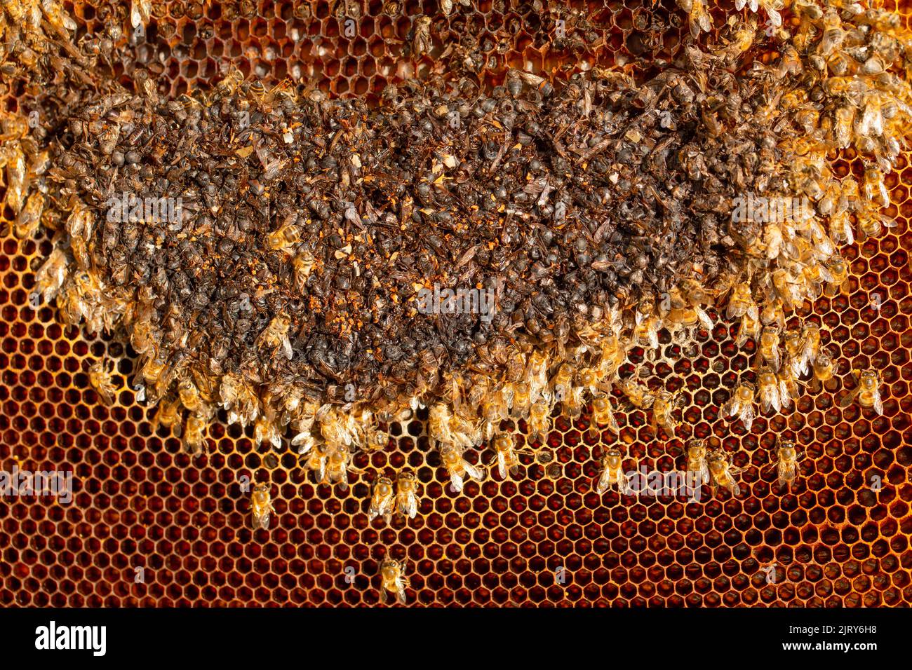 Störung der Bienenkolonie. Tote Bienen auf leeren Kämmen. Tod des Nestes durch Varroa-Milbe, Wachsmotte, schlechtes Wetter oder Mangel an Futter. Stockfoto