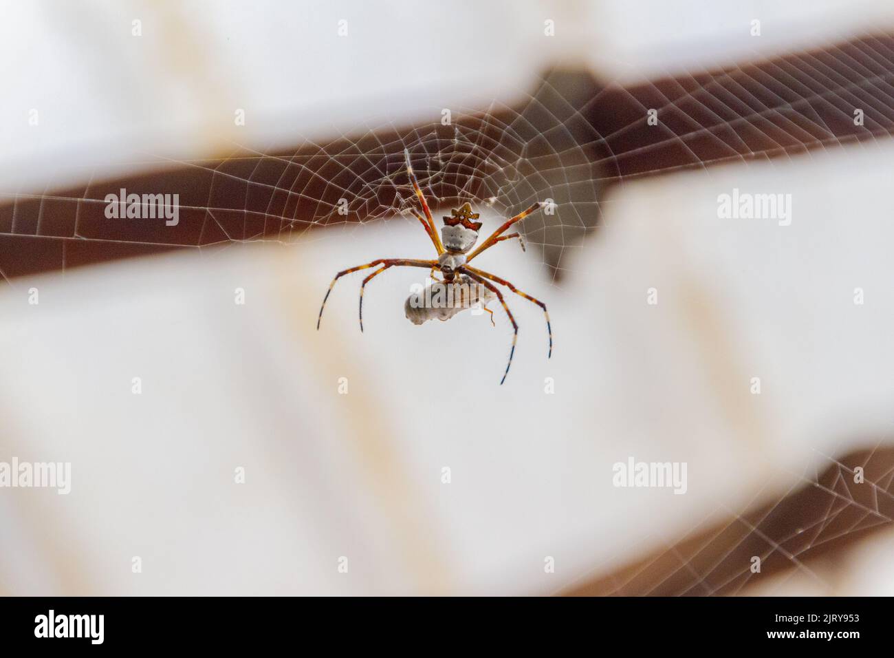 Silberspinne, die sich in rio de janeiro, Brasilien, von einem Insekt ernährt. Stockfoto