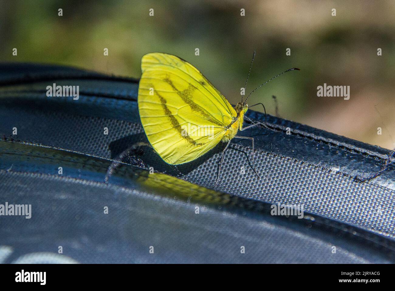 Gelber Schmetterling auf einer schwarzen Tasche in Rio de Janeiro. Stockfoto
