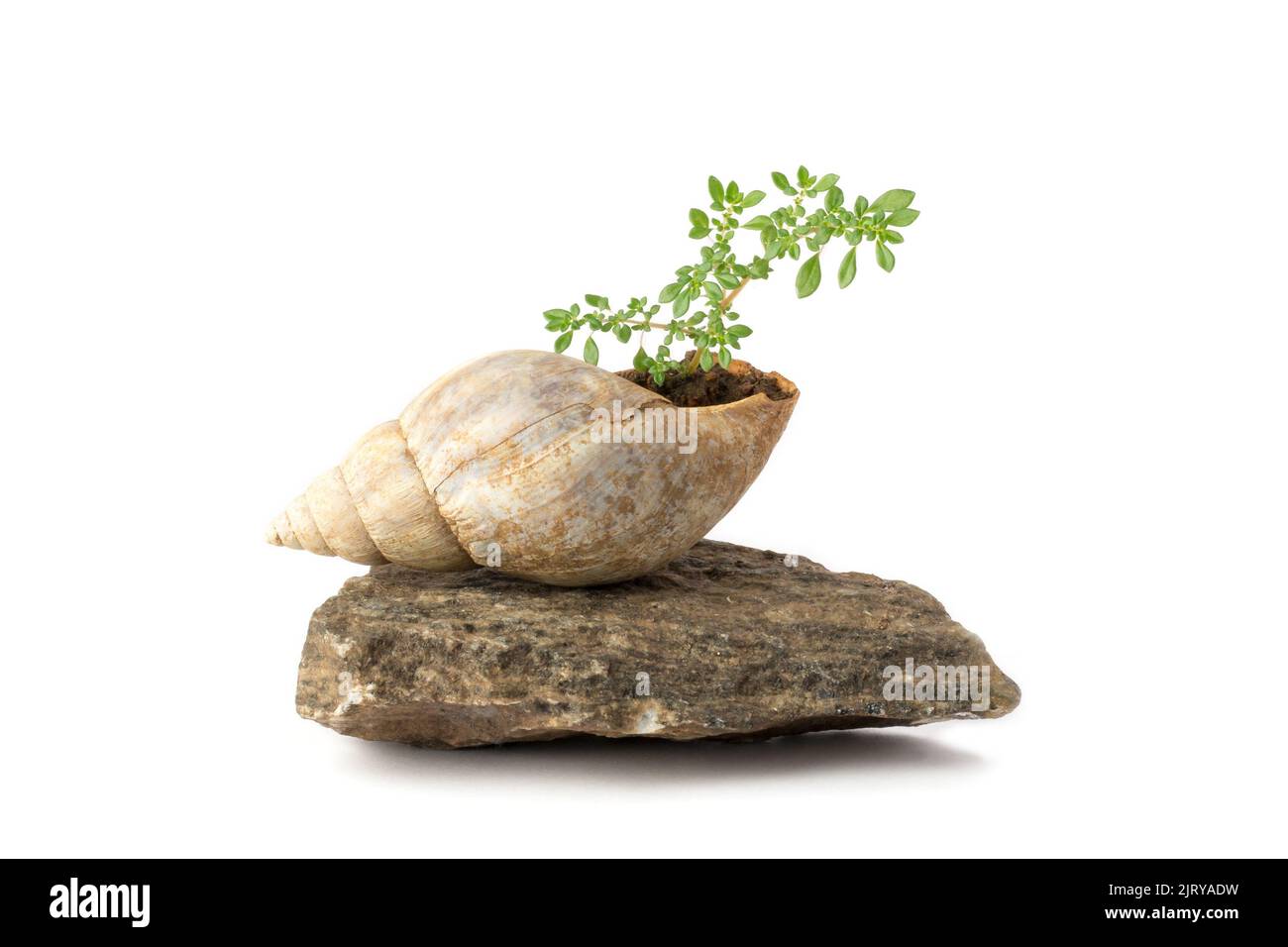 Pflanze wächst in Schneckenschale auf einem Felsen, isoliert auf weißem Hintergrund, Miniatur-Gartenkonzept Stockfoto