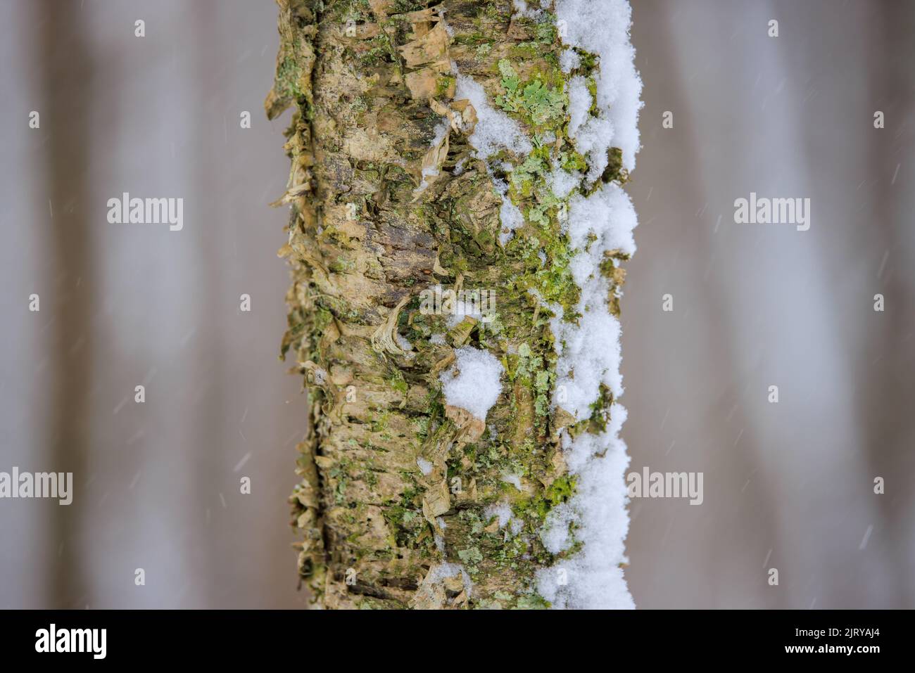 Birkenstamm an einem verschneiten Tag Stockfoto