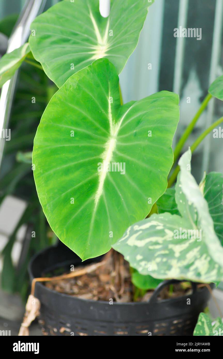 Alocasia nanciana Fotos und Bildmaterial in hoher Auflösung Alamy